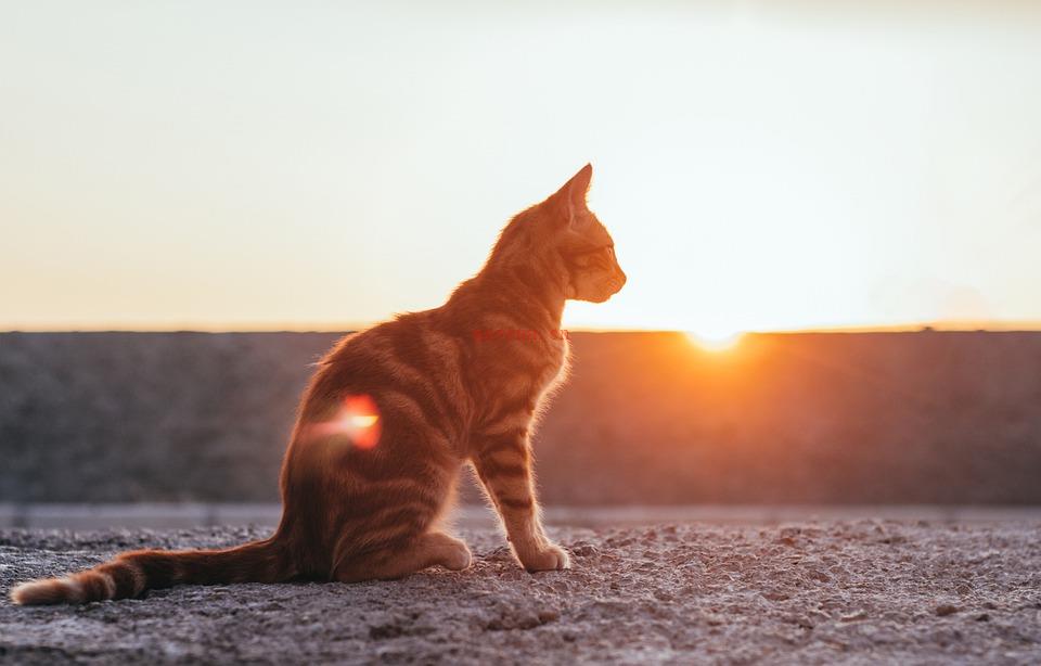 太阳弧盘怎么看 太阳弧推运