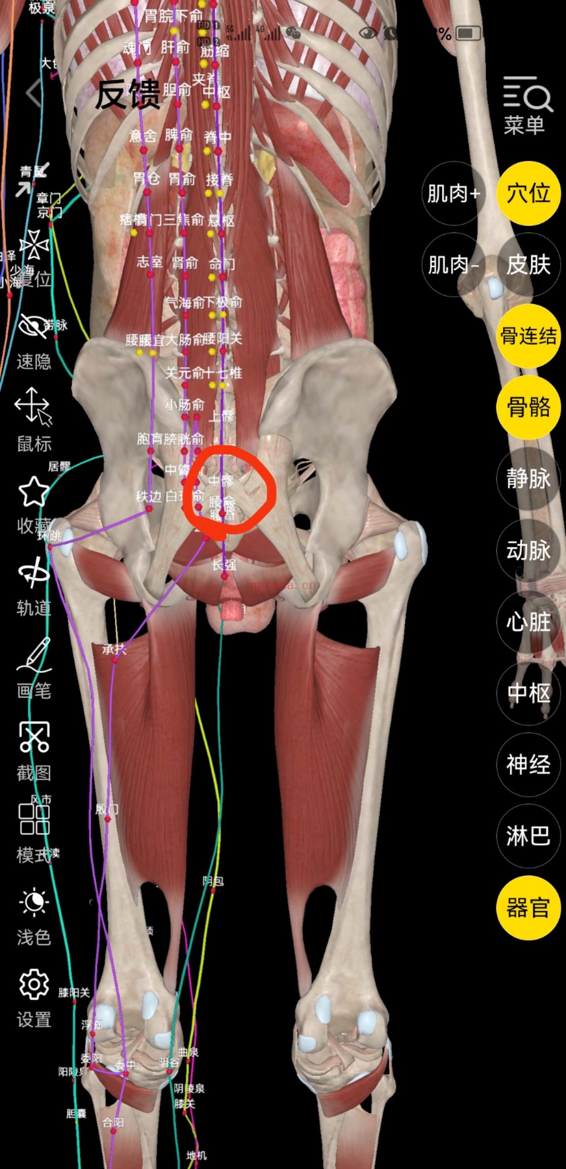 八髎穴